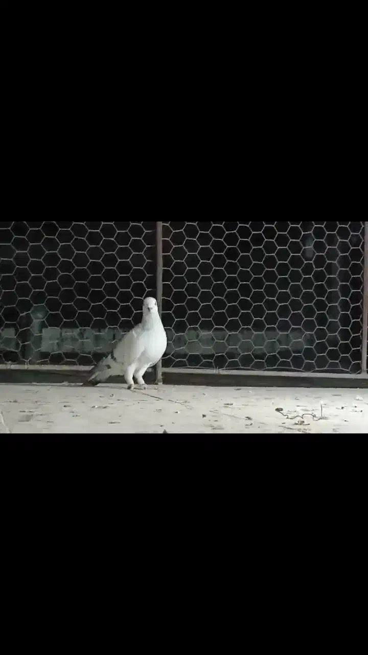 پرنده|پرنده|فسا, |دیوار