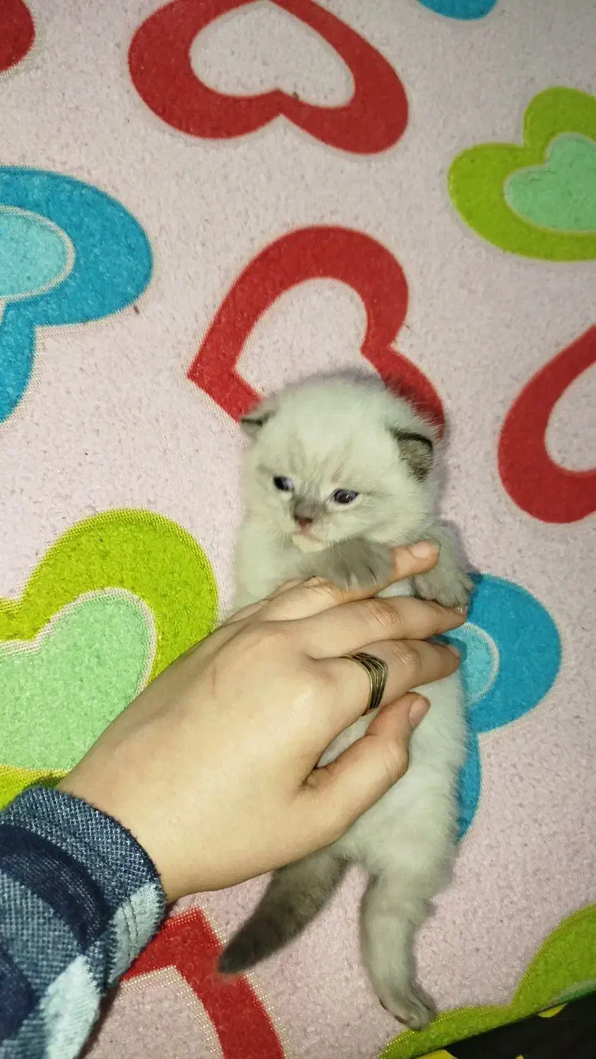 گربه|گربه|بندر ماهشهر, |دیوار