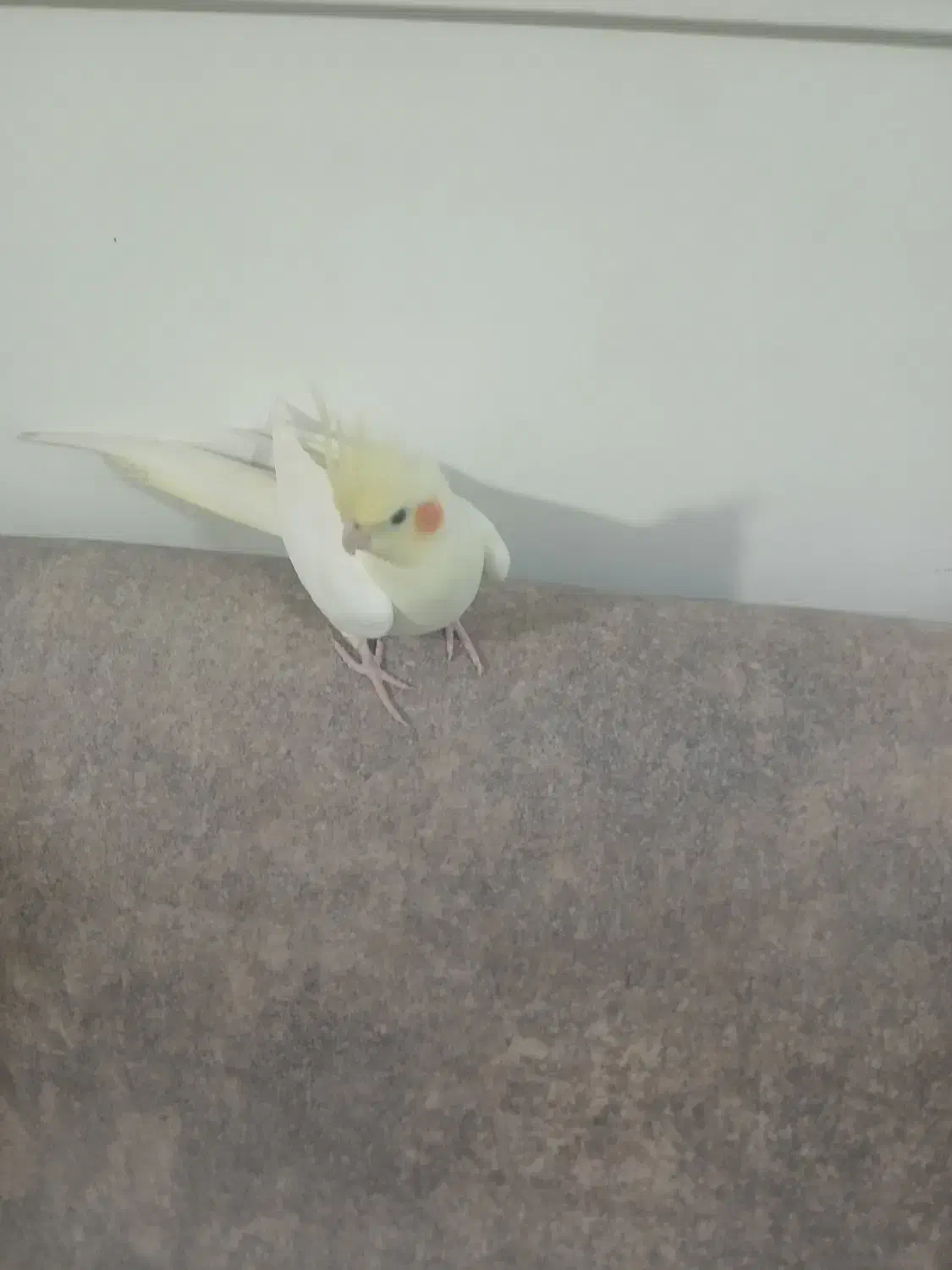 عروس هلندی نر|پرنده|رشت, گلزاران|دیوار