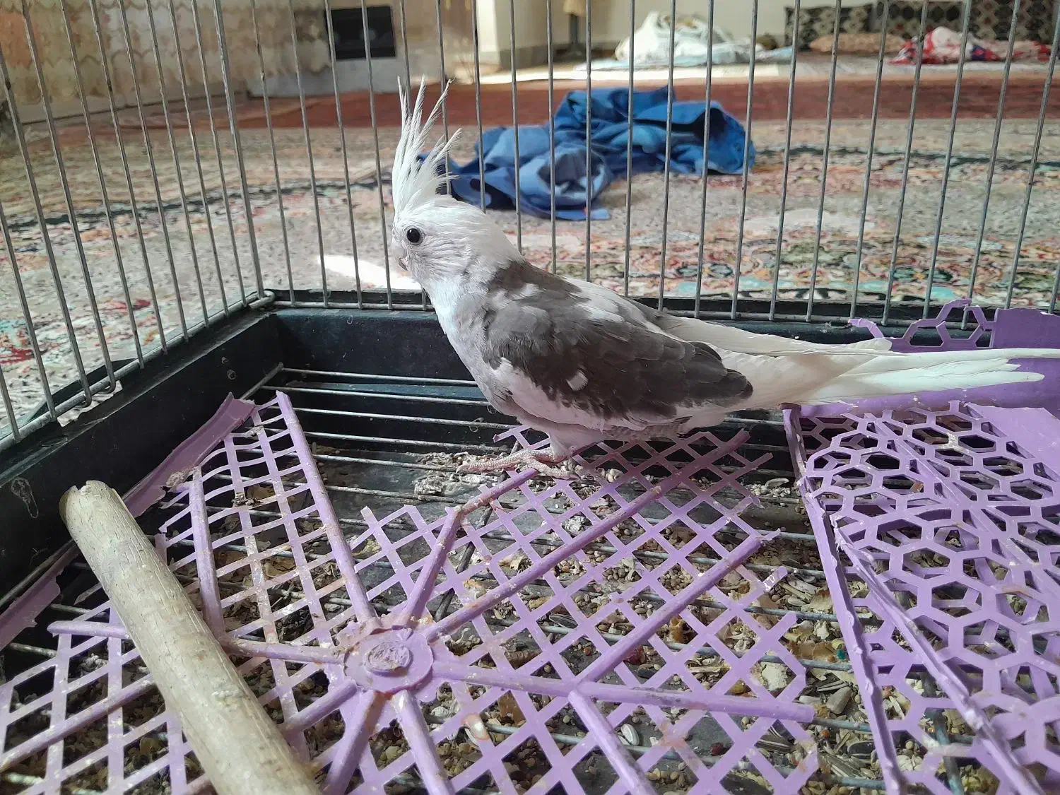 عروس هلندی|پرنده|هامون, |دیوار