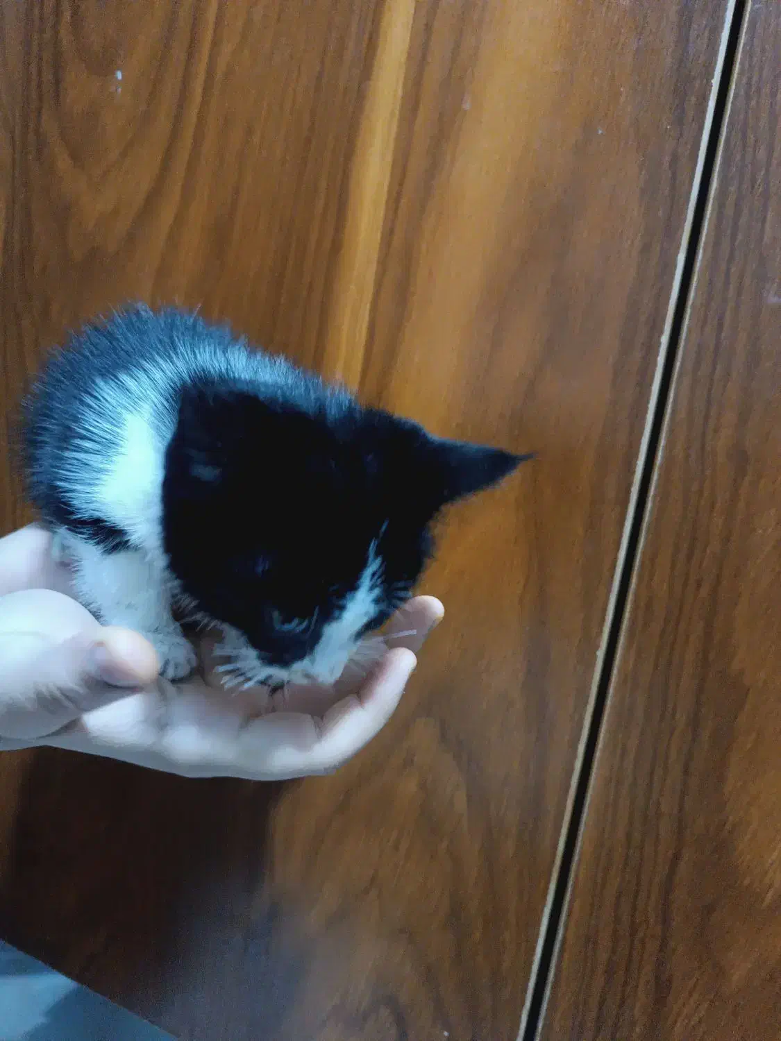 واگذاری بچه گربه|گربه|کرج, گوهردشت|دیوار