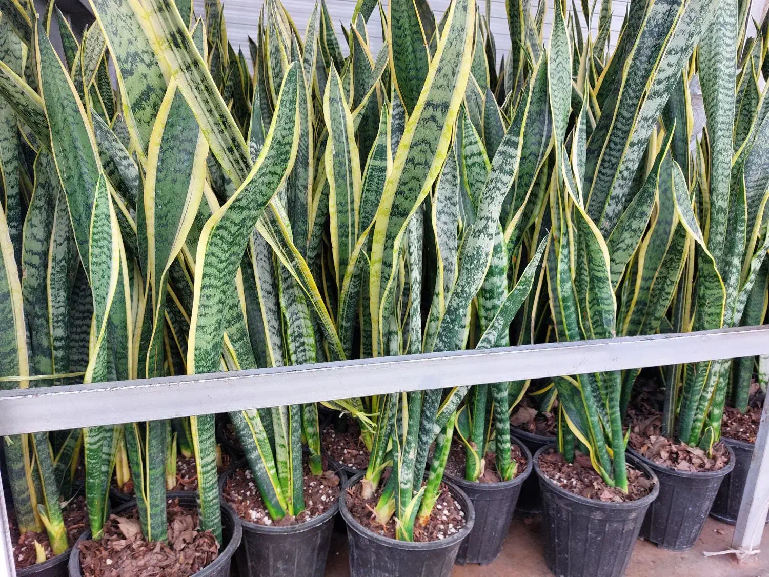 گل سانسوریا 4یا 5غلاف تعداد 1200گلدان در انبار|گل و گیاه طبیعی|تهران, خلیج فارس|دیوار