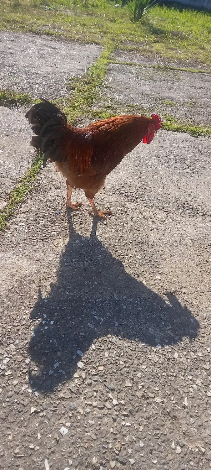 فروشی|حیوانات مزرعه|رشت, ولکس|دیوار