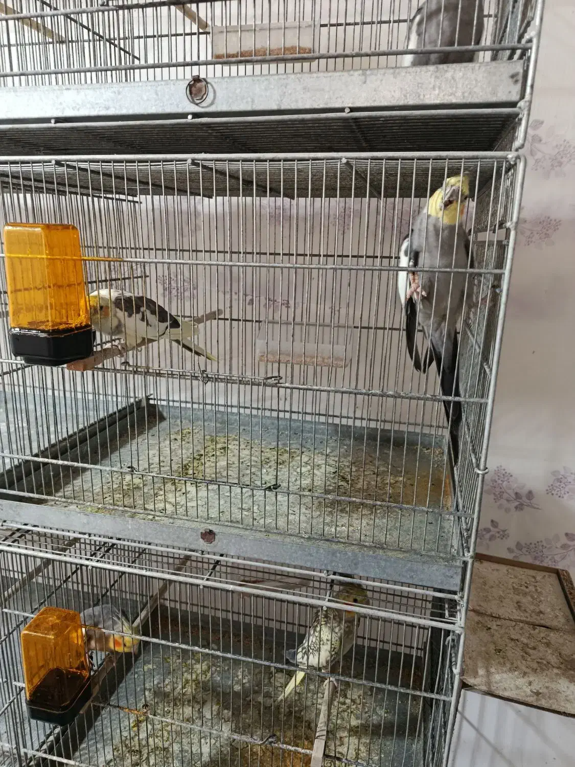 5جفت عروس مولد|پرنده|امیدیه, |دیوار