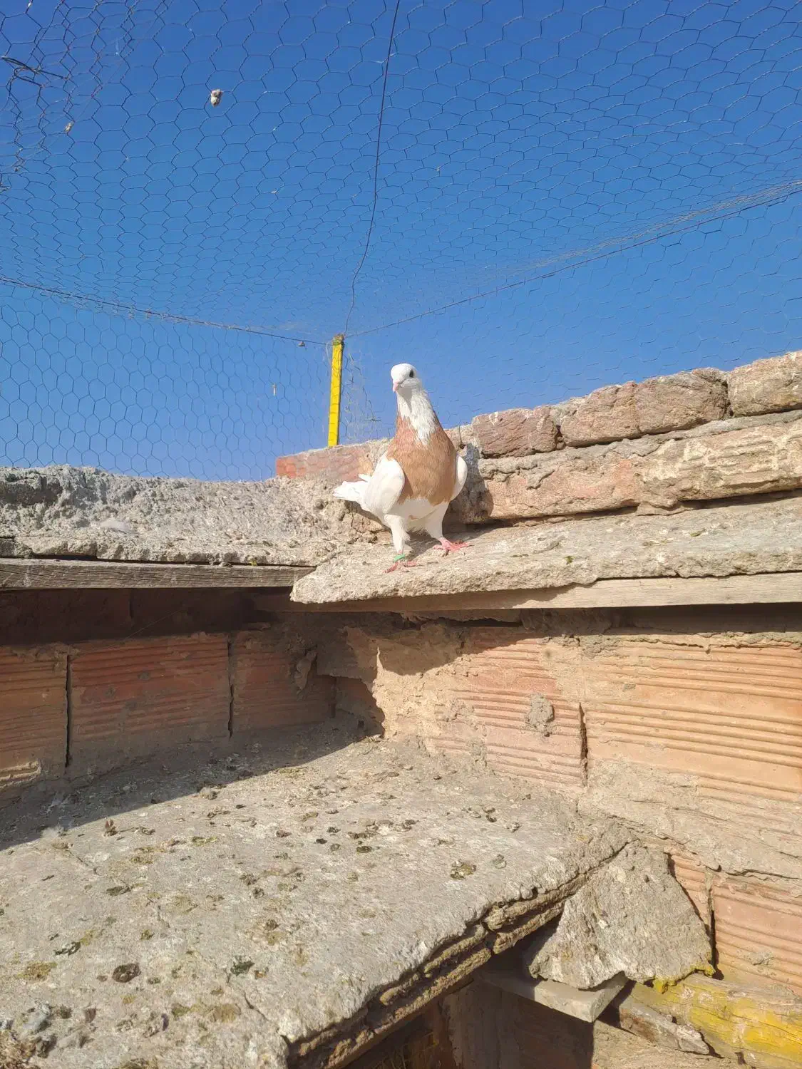 طوقی|پرنده|تبریز, |دیوار