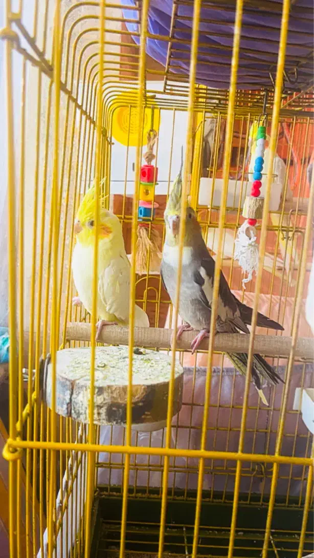 عروس هلندی طوطی بریزیلی|پرنده|هشتگرد, فاز ۳ مهستان|دیوار