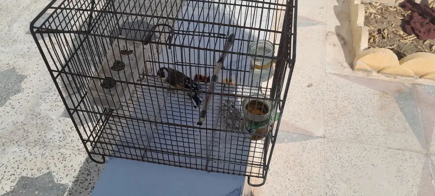 فروش سهره فسا|پرنده|فسا, |دیوار