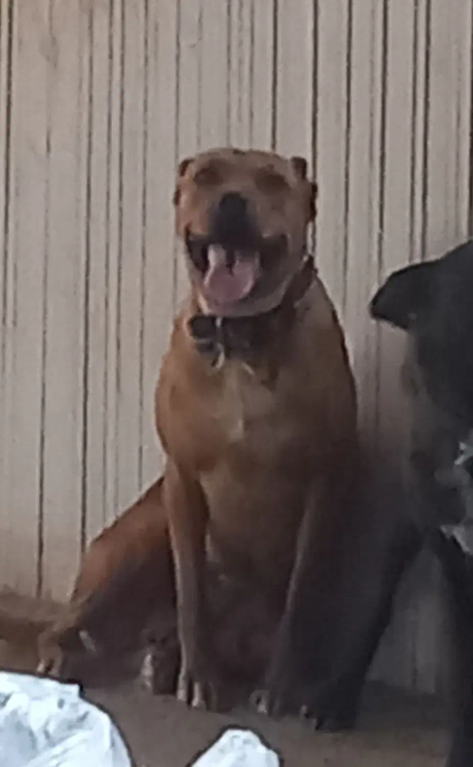 پیت بول|سگ|نیشابور, شهرک فیروزه|دیوار