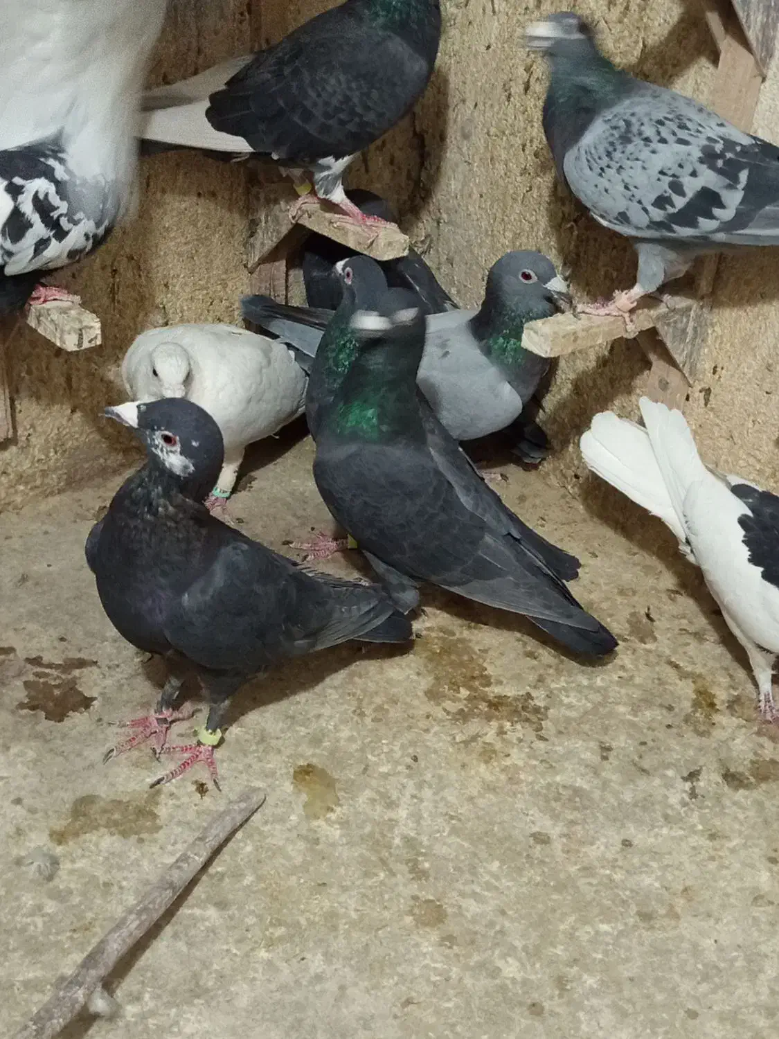 دسته کفتر پلاکی زدوخوردی جنگی|پرنده|شیراز, ویلاشهر|دیوار