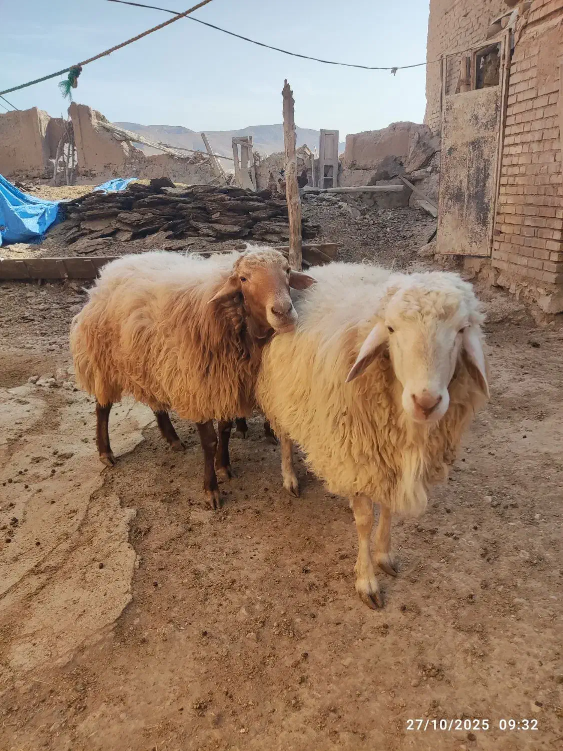 قوچ و بره قوچ همو و هترو|حیوانات مزرعه|بجنورد, |دیوار