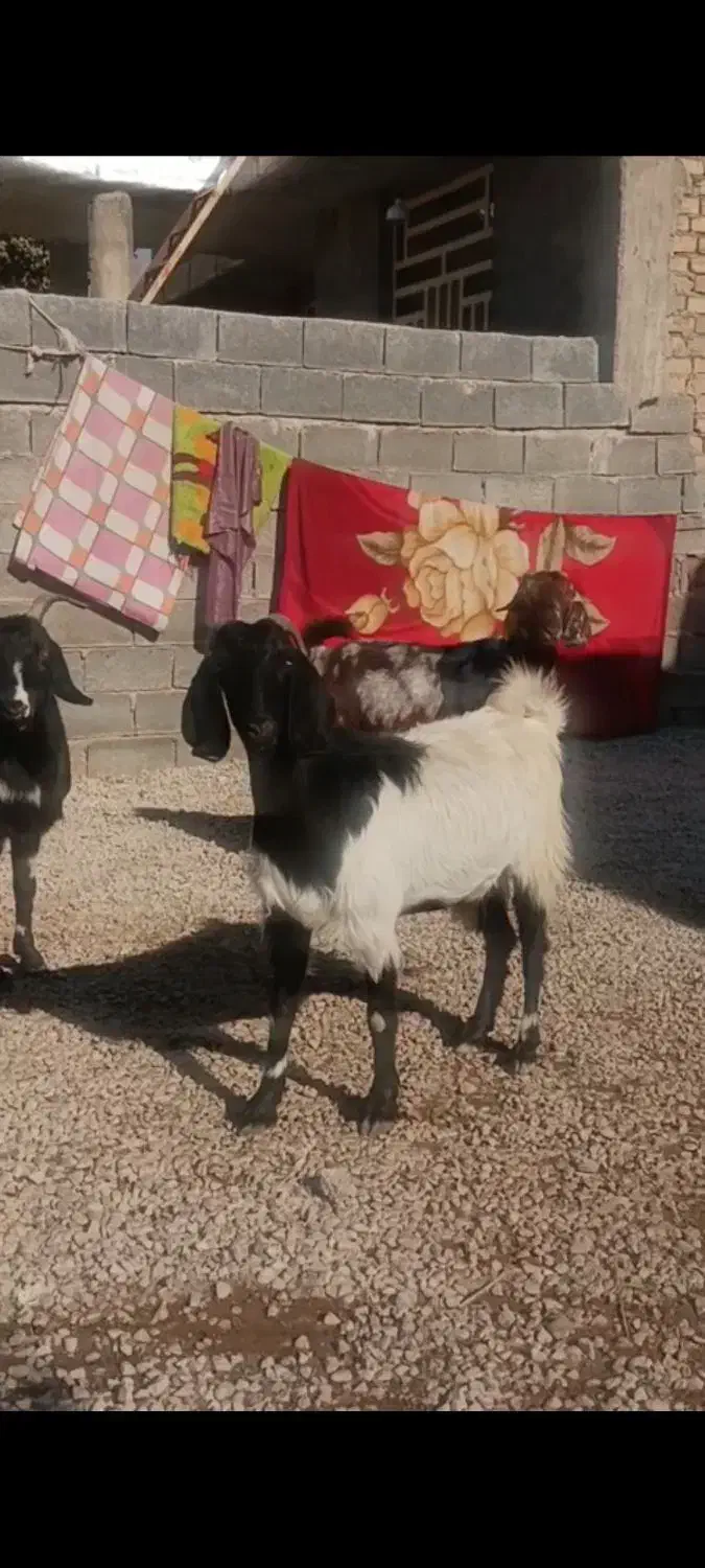 اسب معاوضه با بز|حیوانات مزرعه|کوهمره, |دیوار