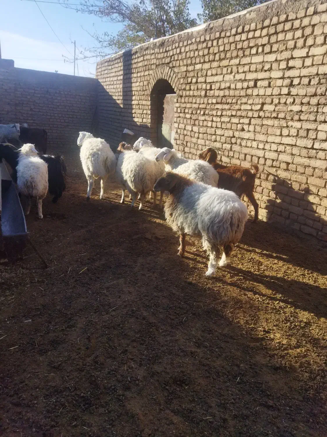 گوسفند فروشی|حیوانات مزرعه|کاخک, |دیوار