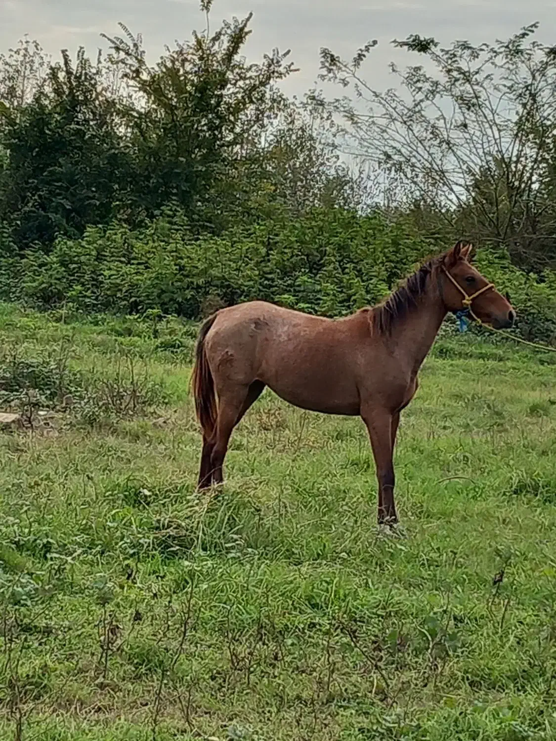 اسب مادیان|اسب و تجهیزات اسبسواری|پیربازار, |دیوار