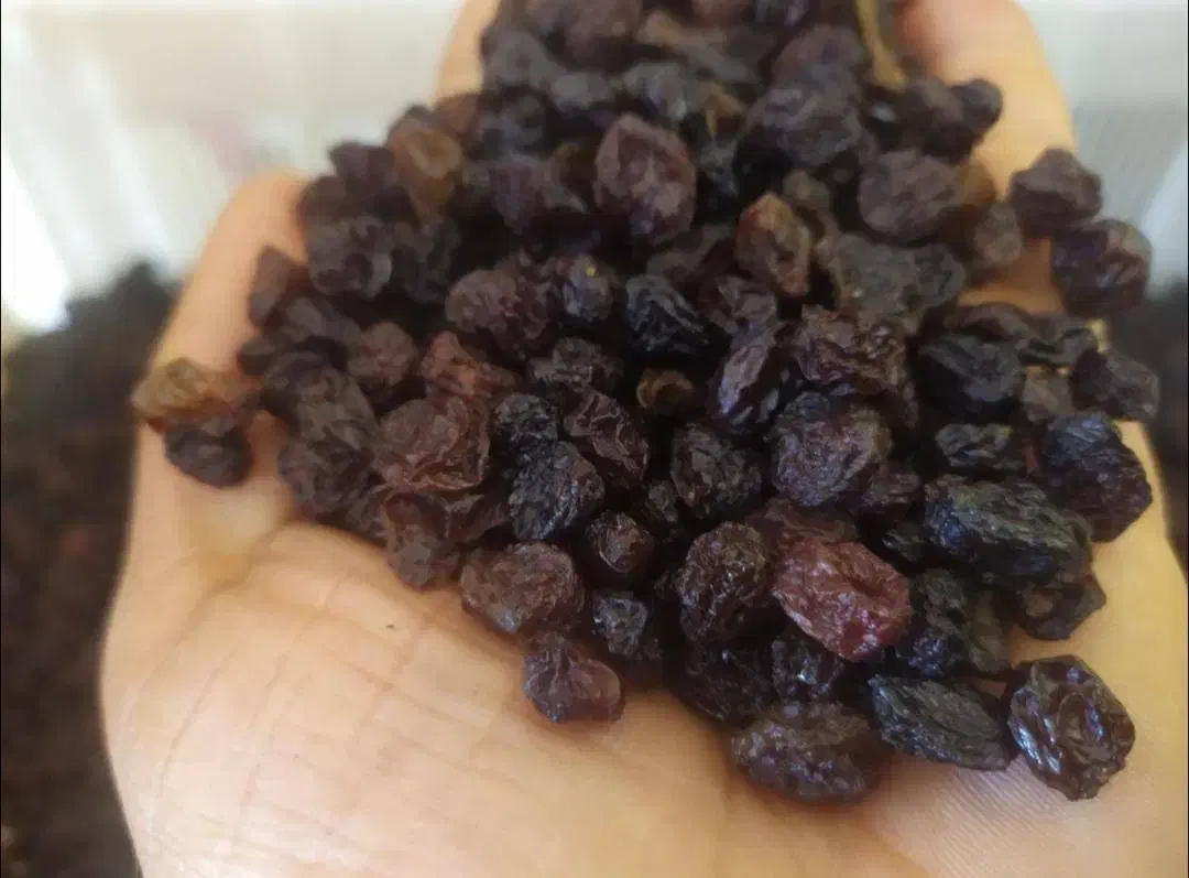 فروش کشمش و مویز|خوردنی و آشامیدنی|کاشمر, |دیوار