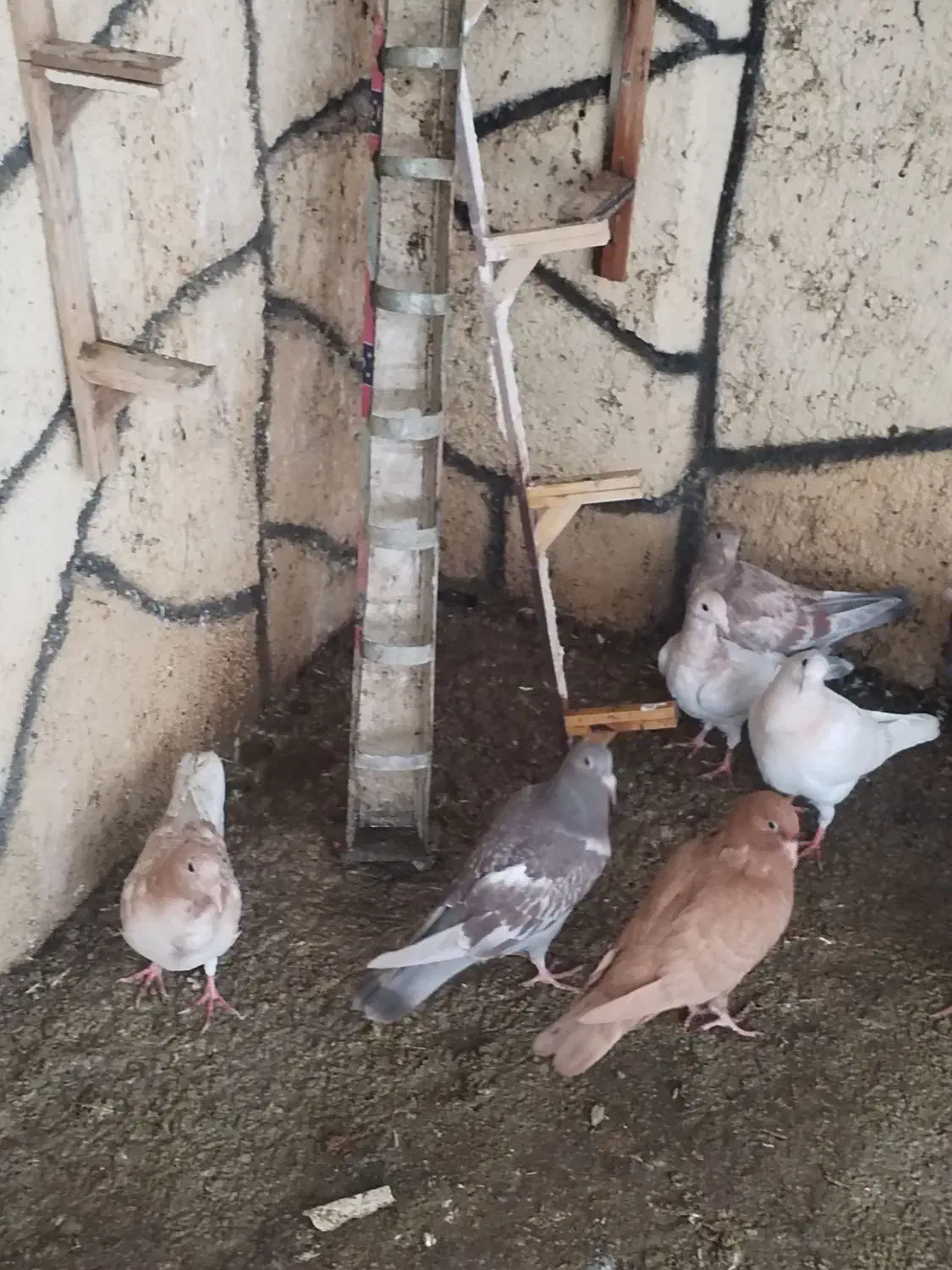 جوجه کبوتر|پرنده|تربت‌حیدریه, بالا ولایت|دیوار