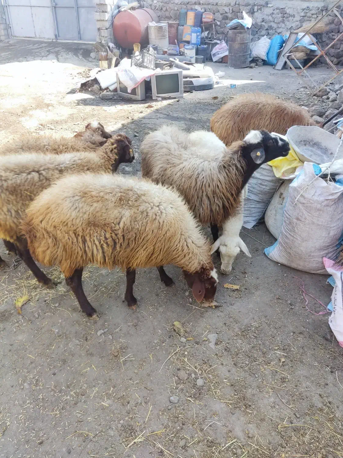 گوسفند|حیوانات مزرعه|ارشق, |دیوار