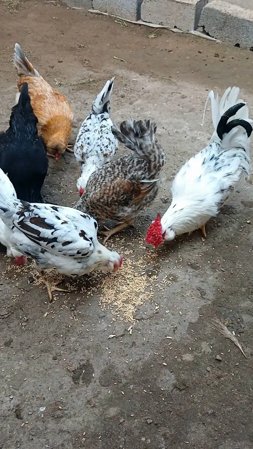 تخم نطفهدار گلینهای اصیل و کرچ شو|حیوانات مزرعه|رشت, سعدی (تختی)|دیوار