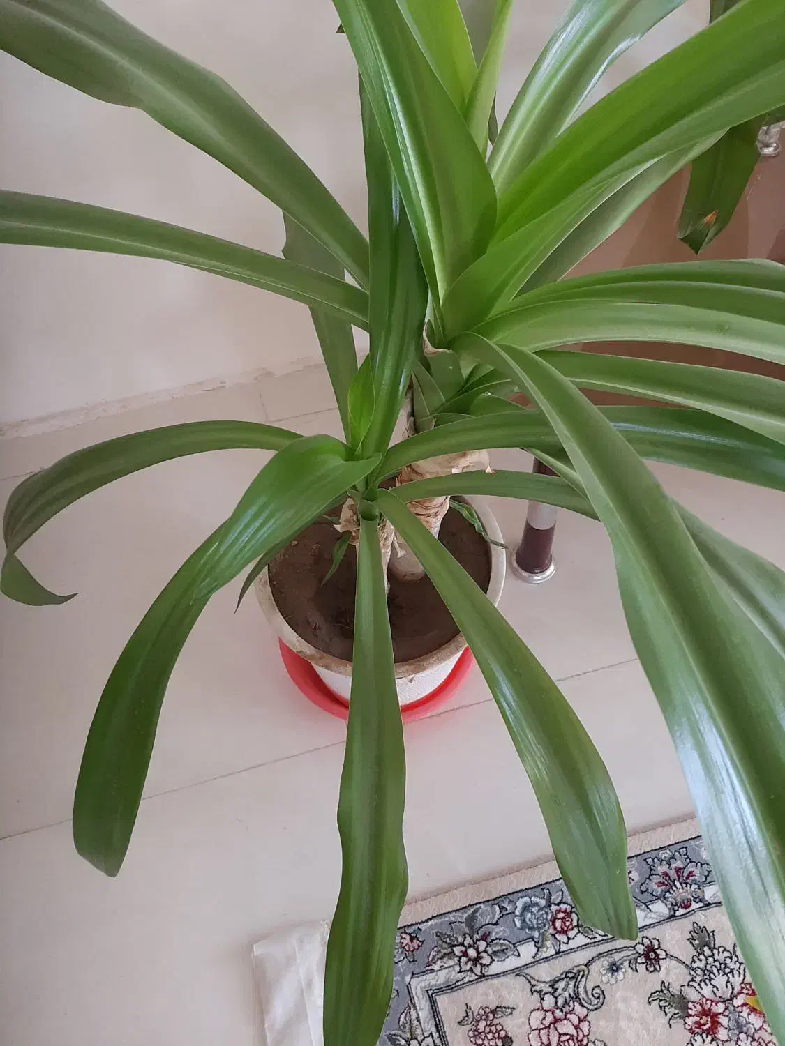 گل سوسن انکبوتی|گل و گیاه طبیعی|اقلید, |دیوار