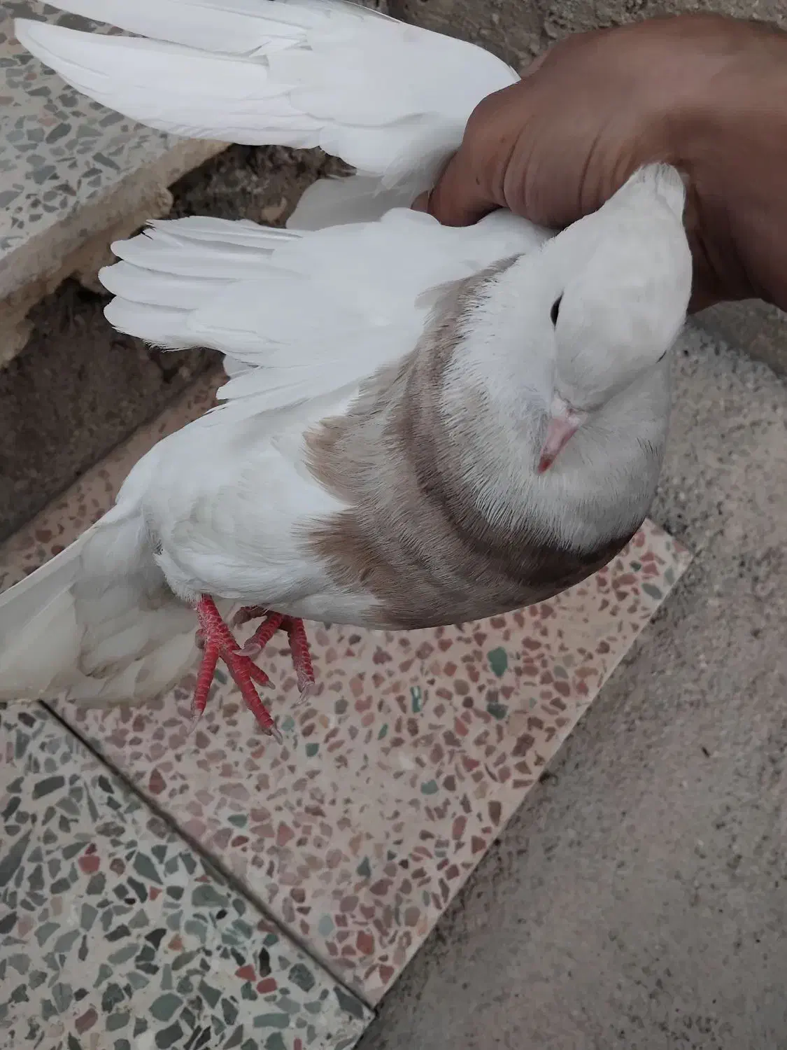 طوقی|پرنده|بهبهان, |دیوار