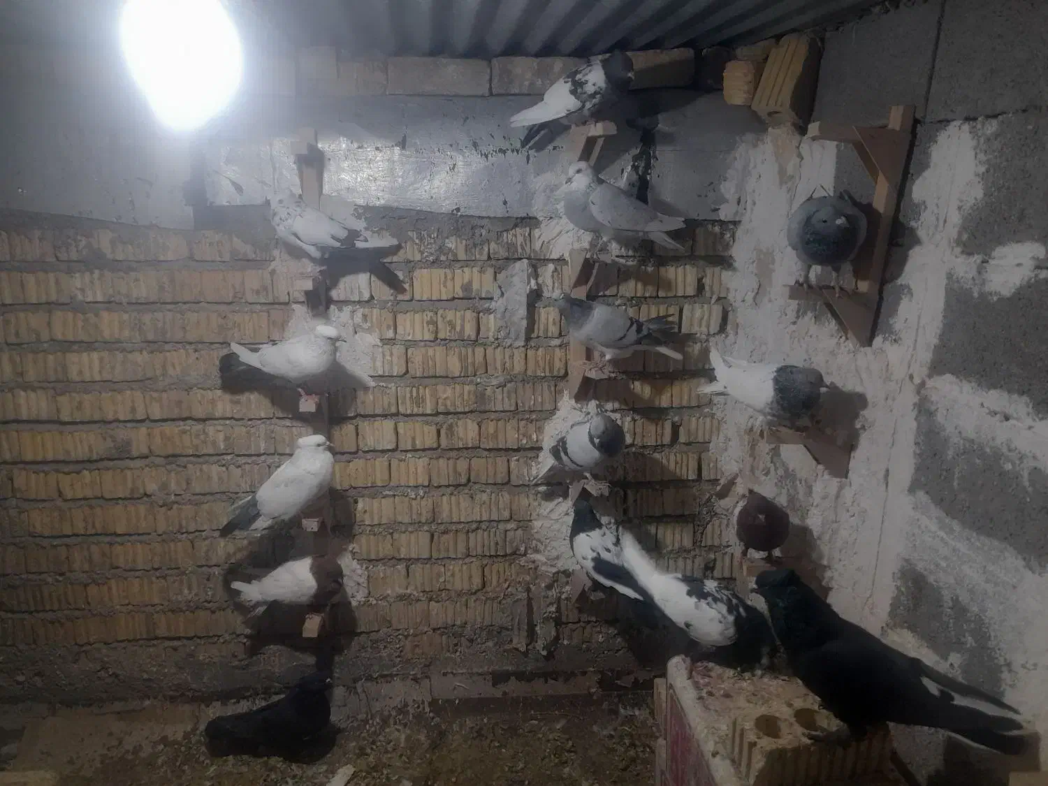 کبوتر|پرنده|داراب, |دیوار