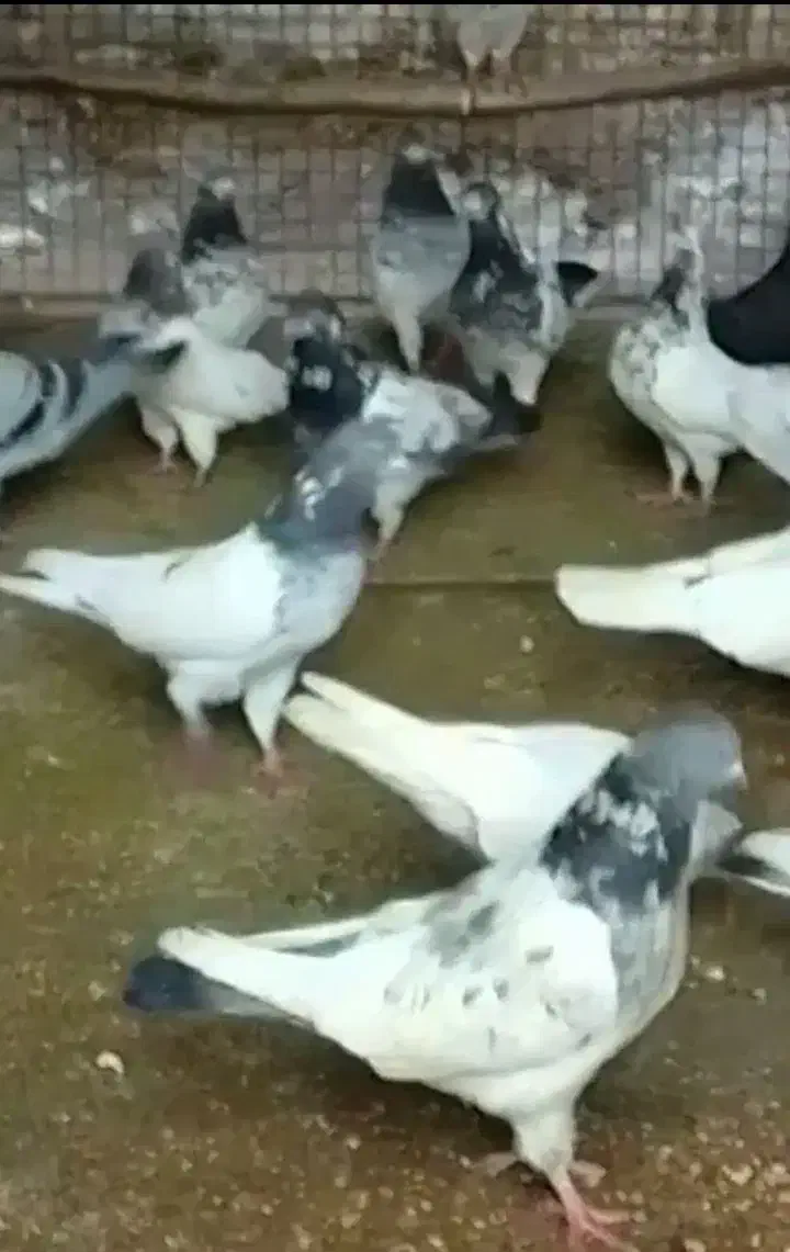 کبوتر تیدی|پرنده|مسجد سلیمان, |دیوار