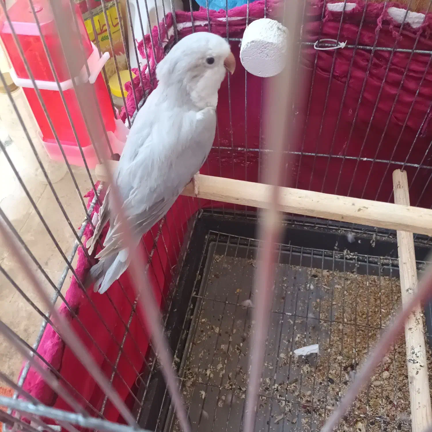 راهب ماده سیلور رنگ خاص|پرنده|هشتگرد, شهرک راه آهن|دیوار