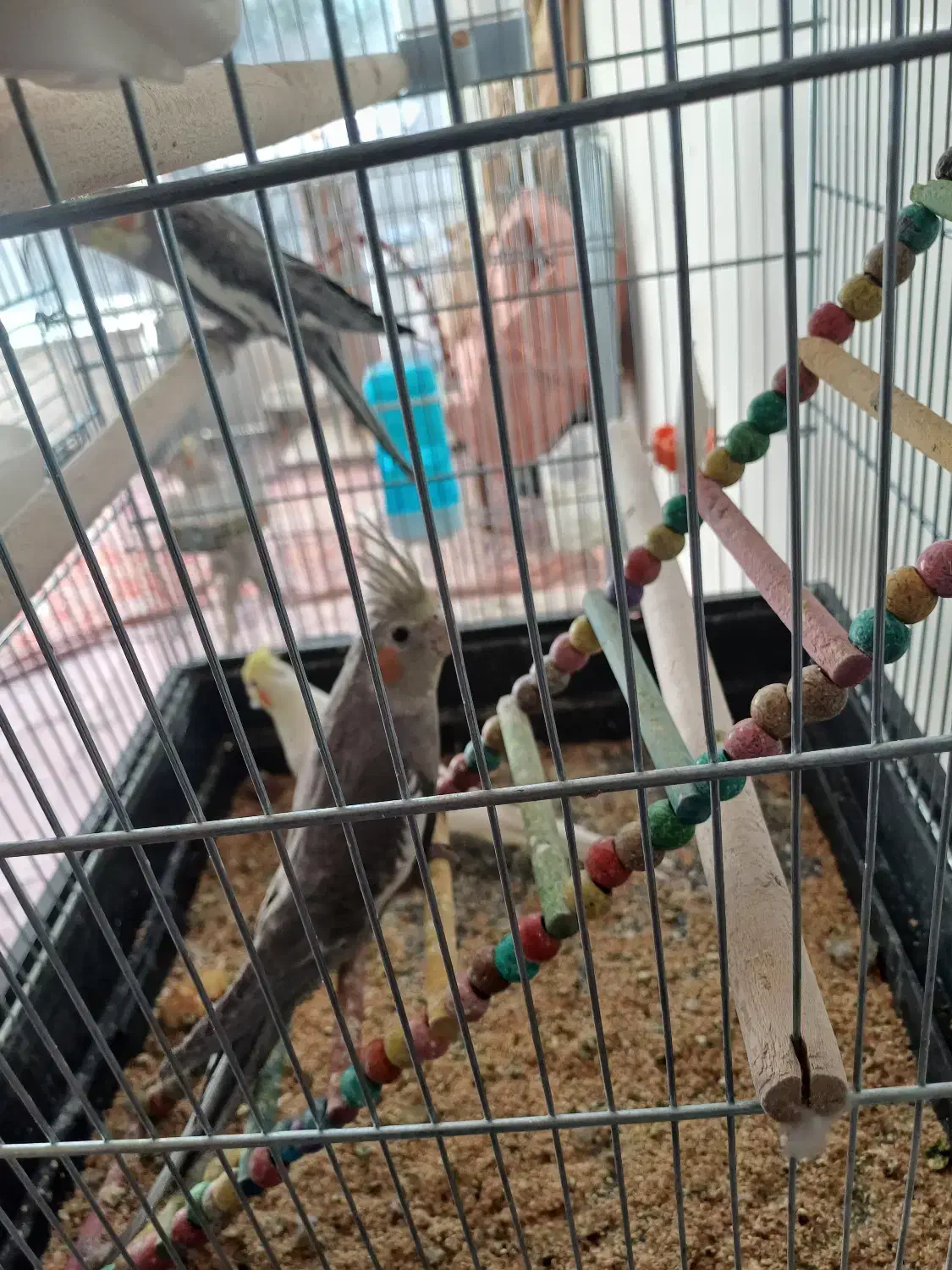 عروس هلندی سخن گو ۶ ماهه|پرنده|خمینیشهر, |دیوار