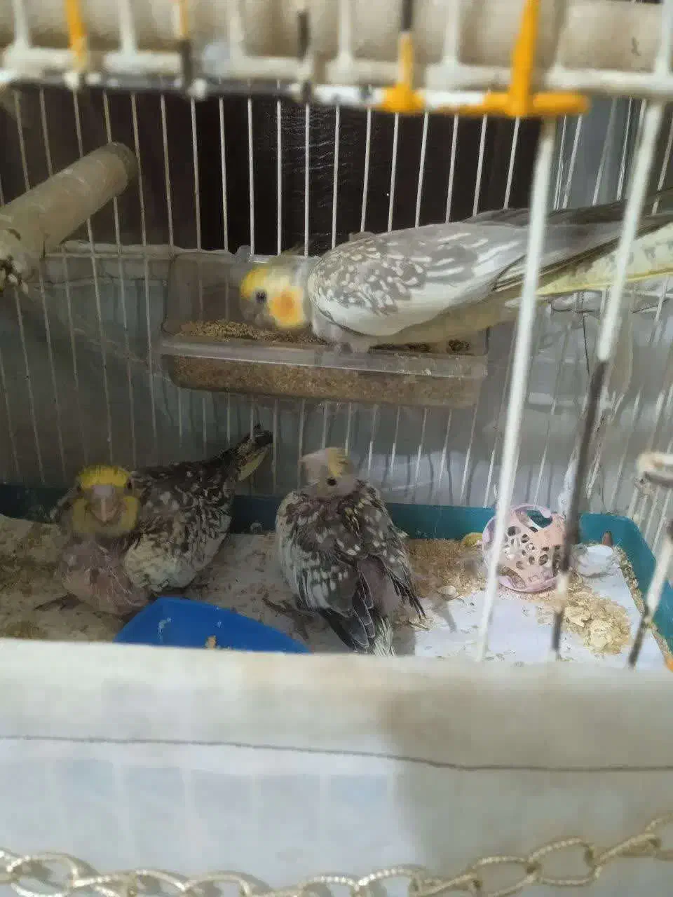 جوجه عروس|پرنده|کهریزک, |دیوار