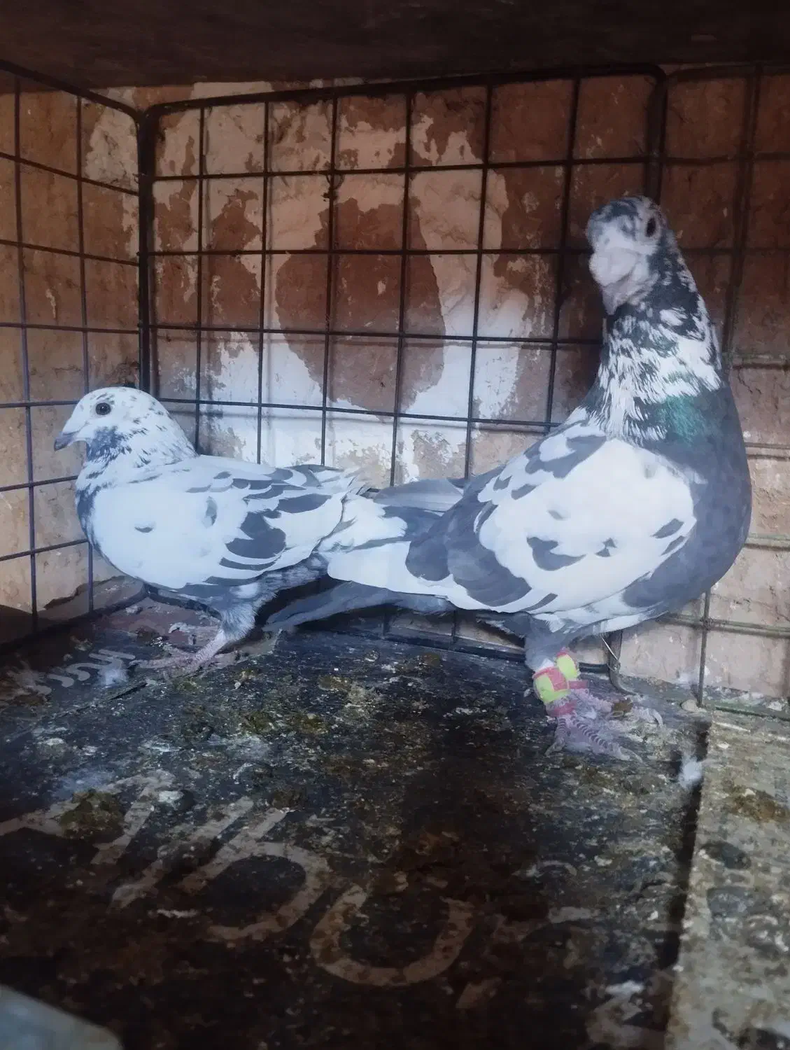 کبوتر|پرنده|حمیدیا, |دیوار