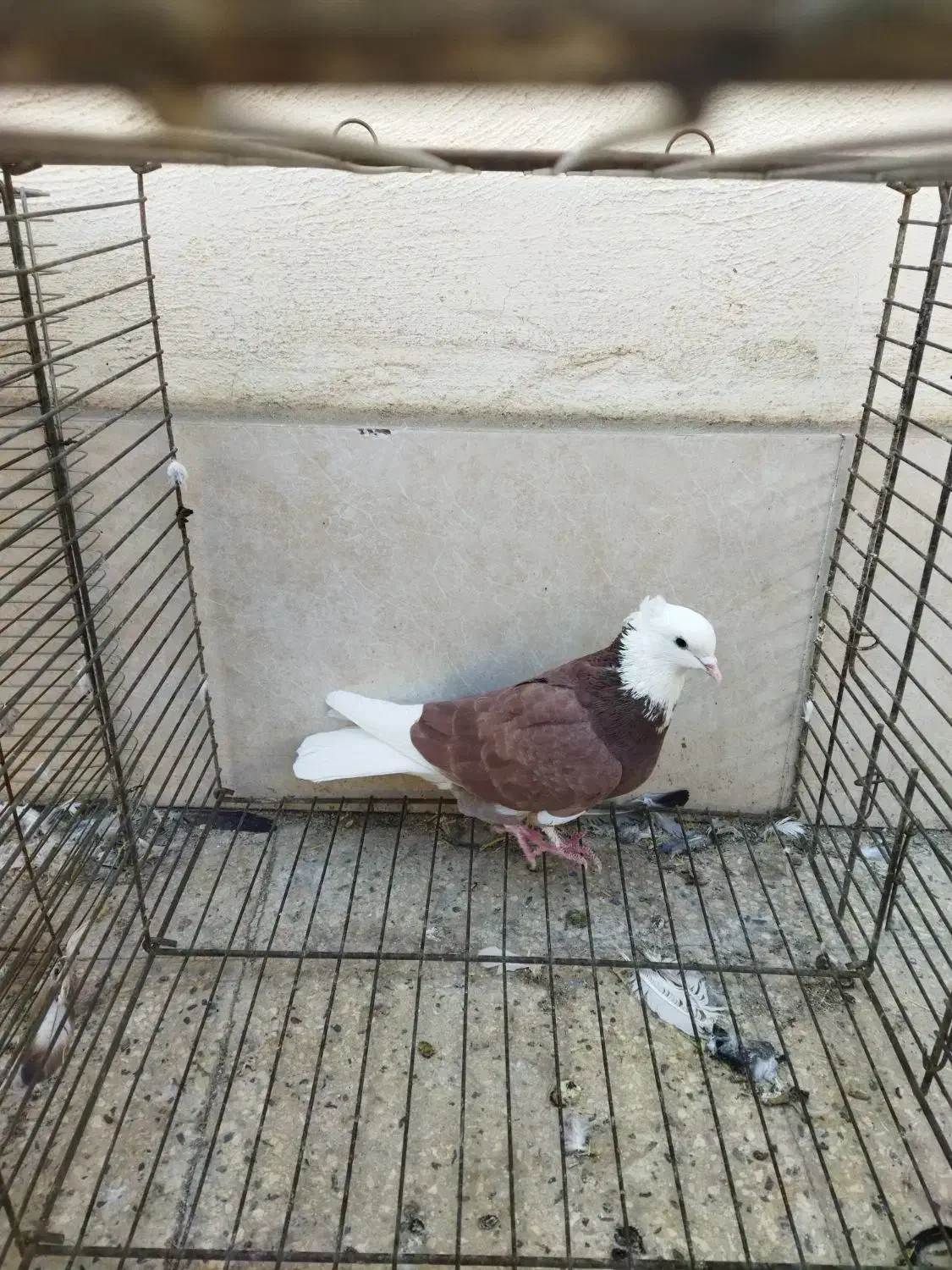 کبوتر|پرنده|ری, شهرک نظامی|دیوار