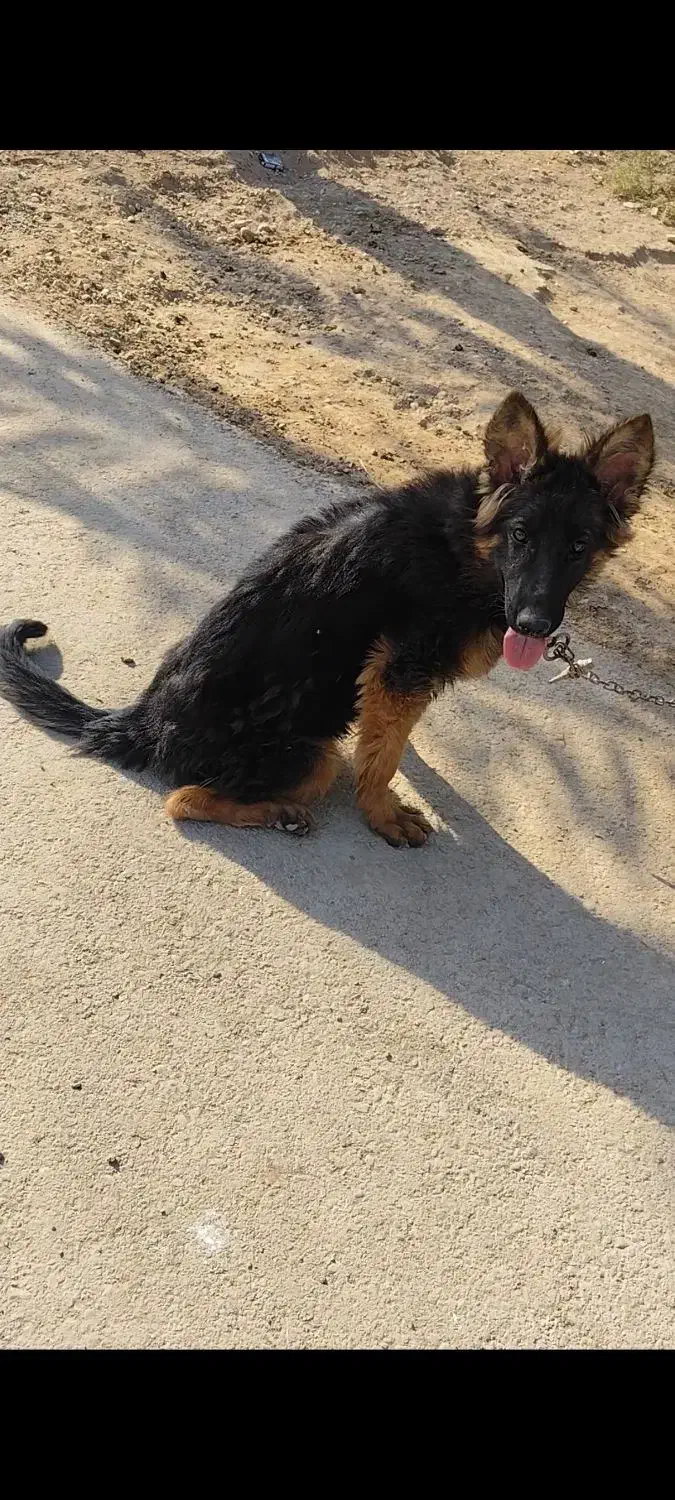 ماده ژرمن|سگ|شیراز, کرونی(خاتونک)|دیوار