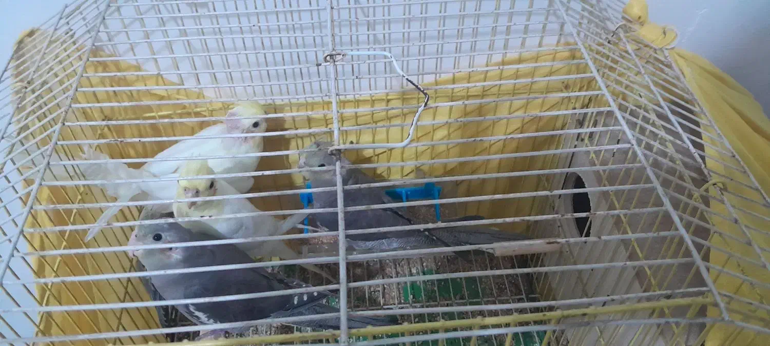 عروس هلندی|پرنده|رباط‌کریم, کیکاور|دیوار