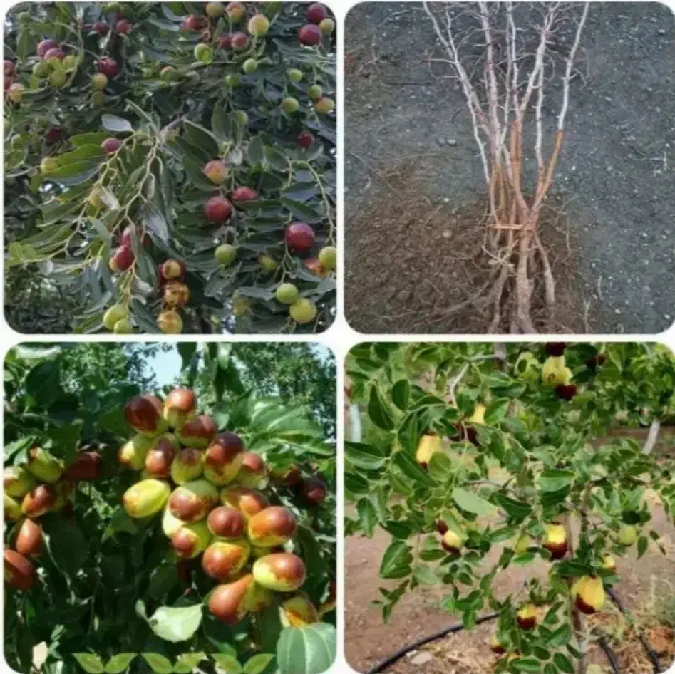 نهال های با کیفیت و لیبل دار اصلاح شده|خدمات باغبانی و درختکاری|شیراز, لاله|دیوار