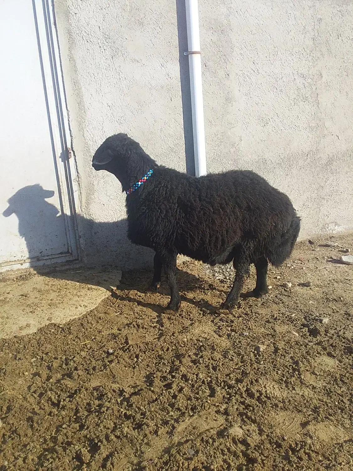 قوچ قره قزل سن ۳۶ ماهه|حیوانات مزرعه|مهربان, |دیوار