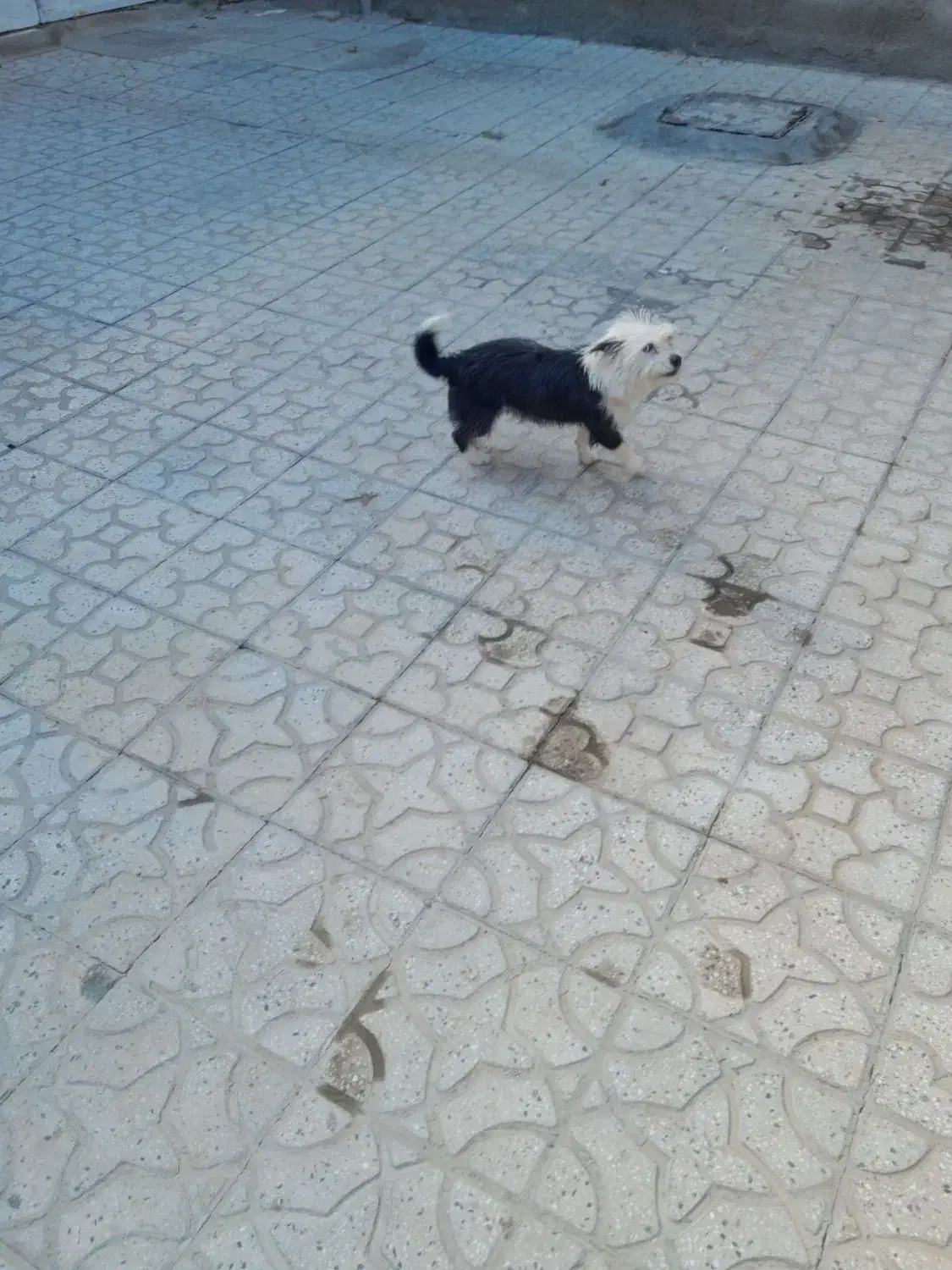 سگ شیتزو|سگ|همدان, |دیوار