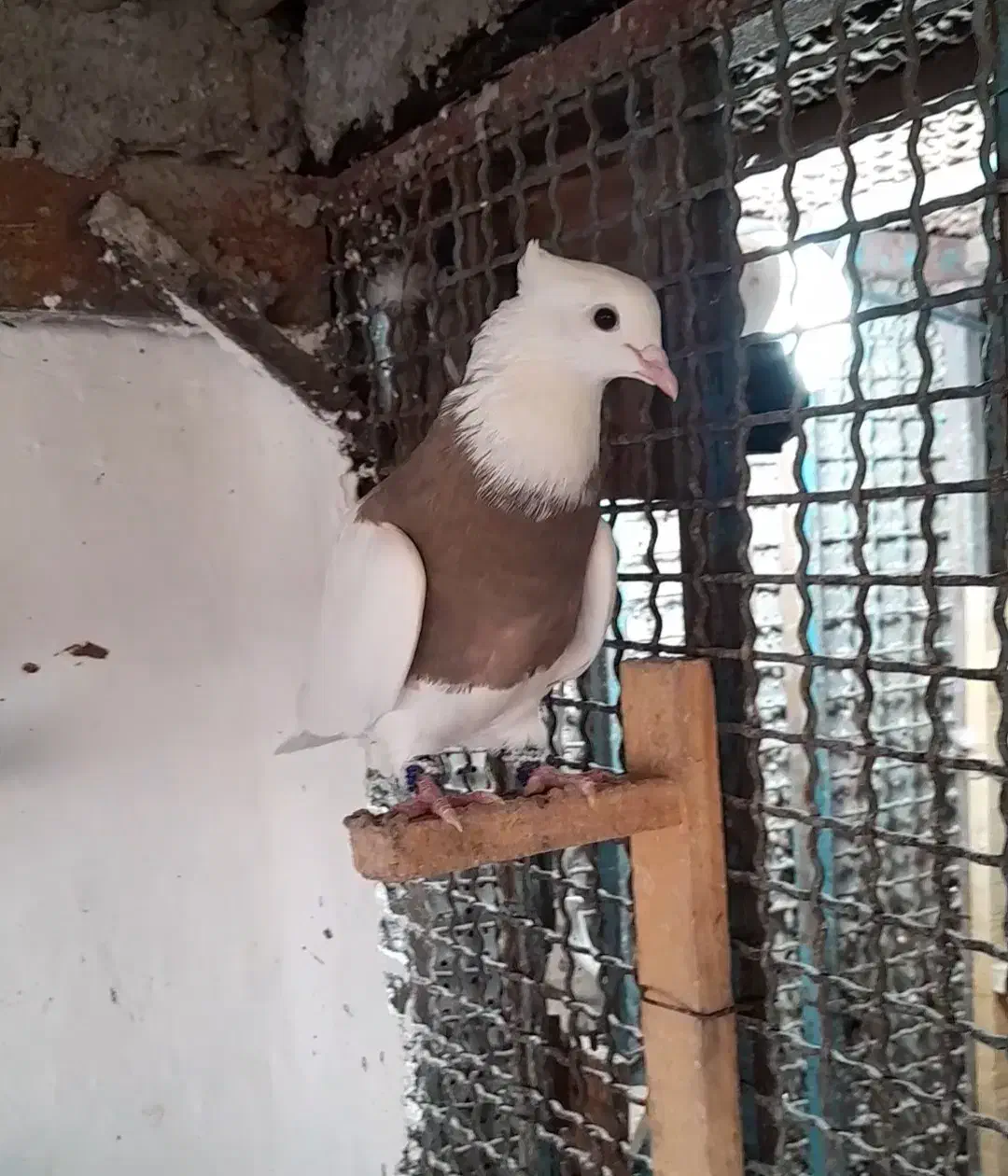 ماده طوقی|پرنده|خرمشهر, |دیوار