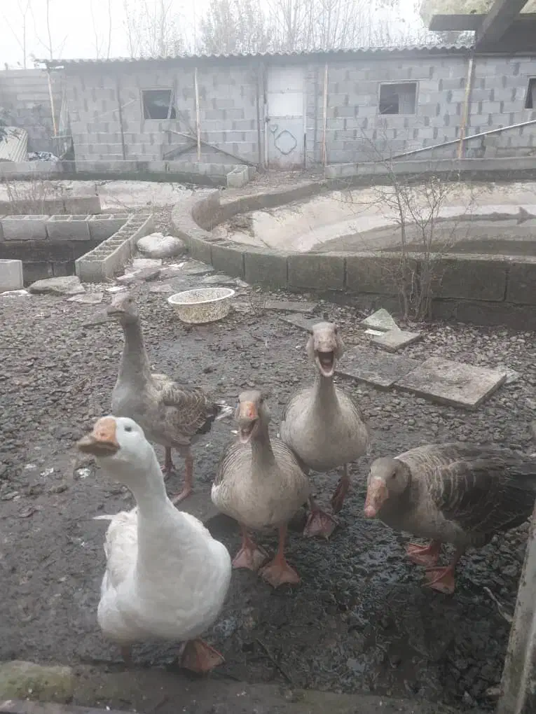 غاز محلی گوشتی|حیوانات مزرعه|رشت, استقامت ۱|دیوار