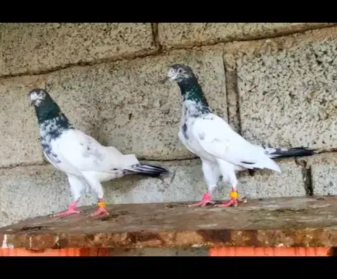 کبوترپاکستانی|پرنده|تهران, راه آهن|دیوار