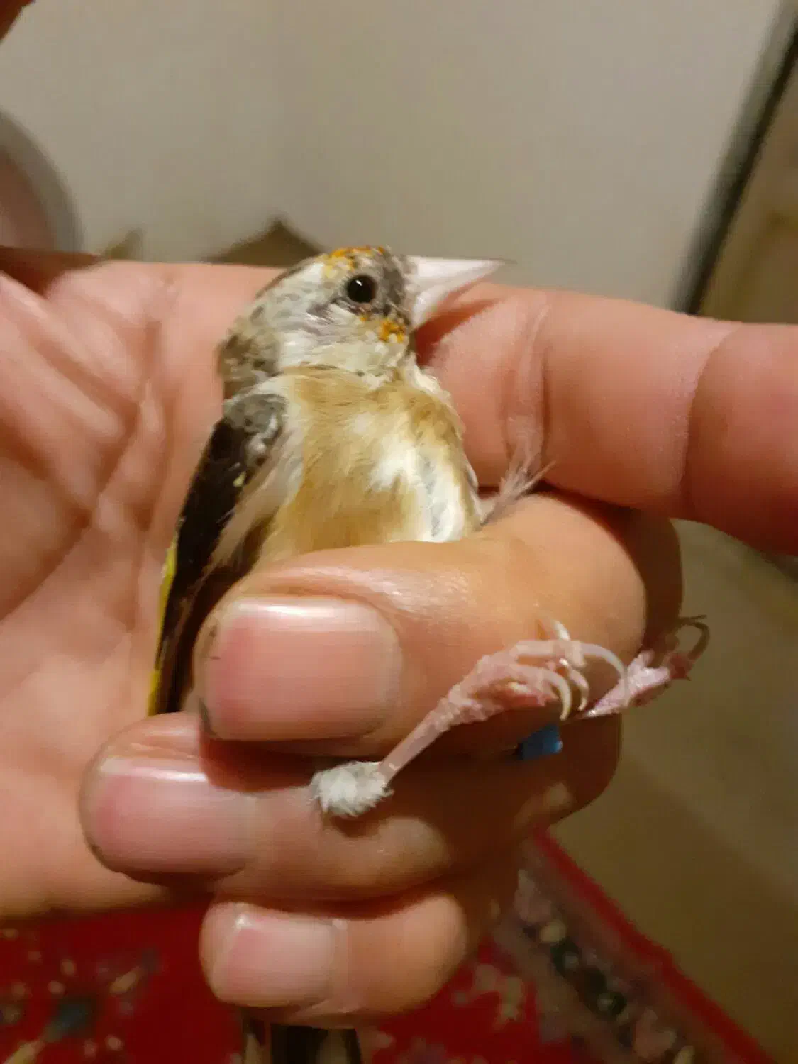 سهره نا خون سفید|پرنده|همدان, |دیوار