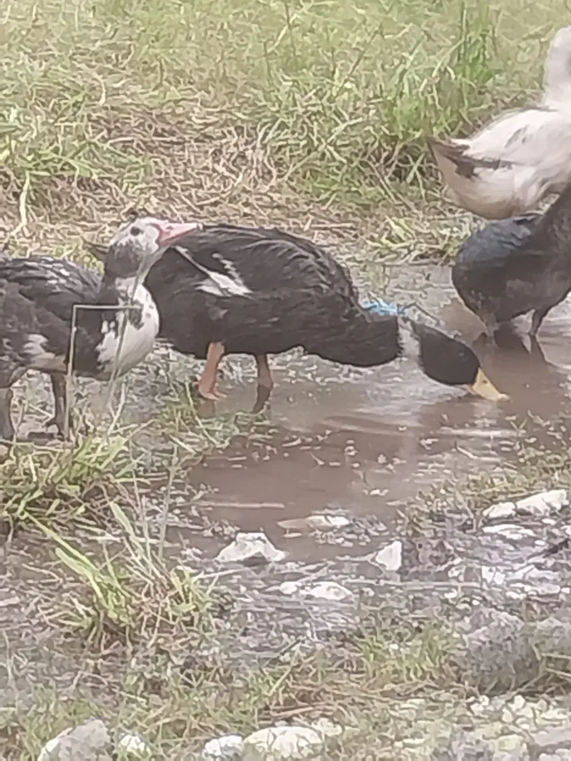 پنچ عدد اردک محلی|حیوانات مزرعه|لولمان, |دیوار