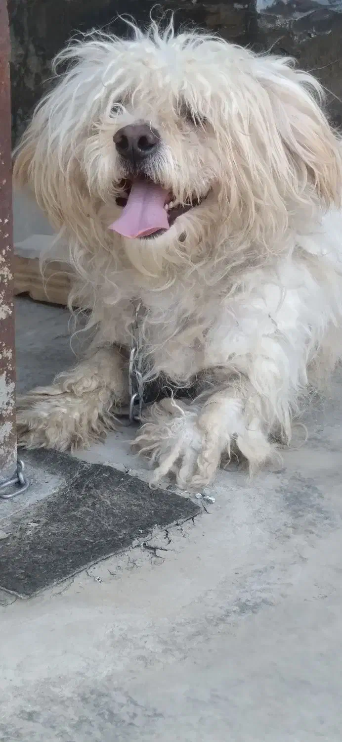 سگ پشمالو|سگ|مشهد, باغون آباد|دیوار