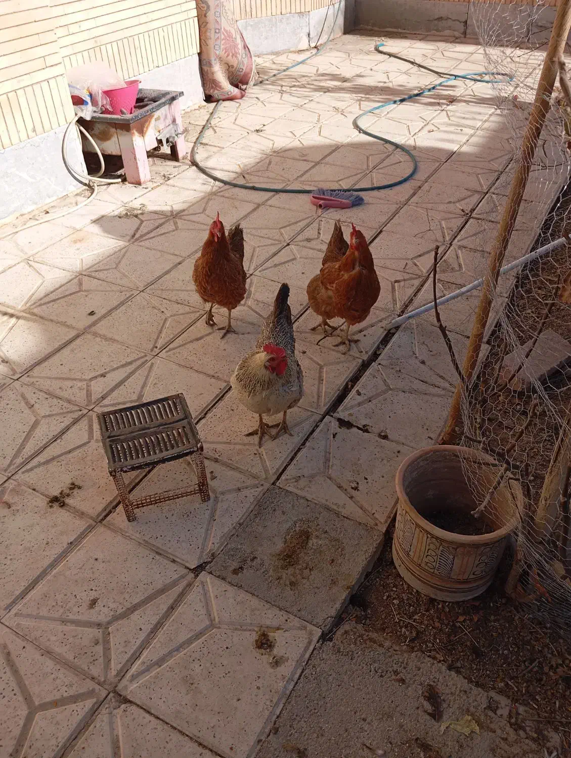 مرغ تخم گذار|حیوانات مزرعه|گلبهار, شهر جدید گلبهار|دیوار