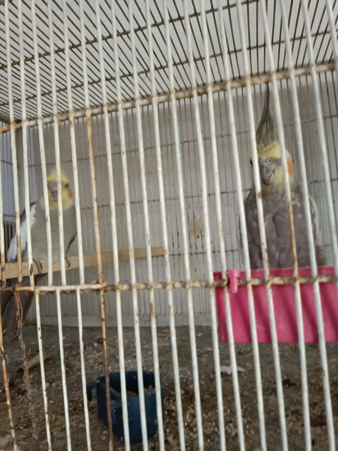 عروس هلندی|پرنده|بومهن, |دیوار