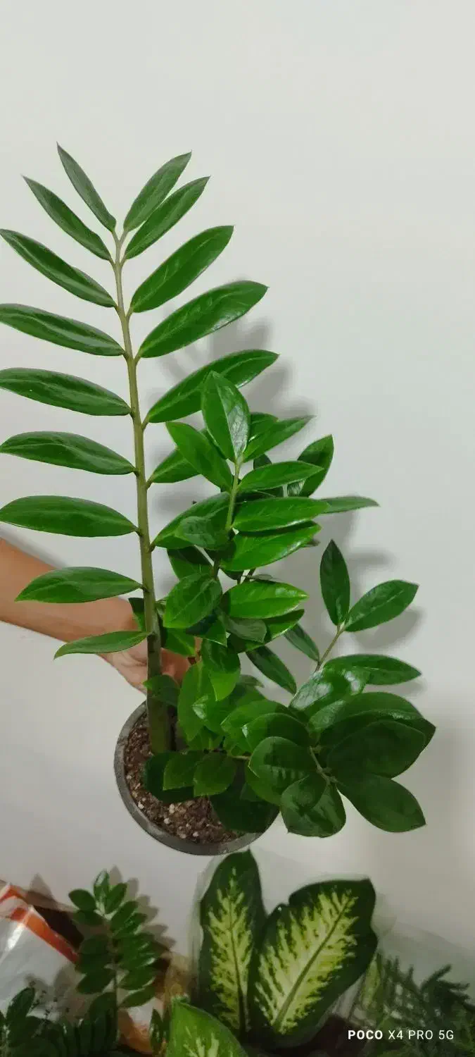 گل و گیاه|گل و گیاه طبیعی|مراغه, |دیوار