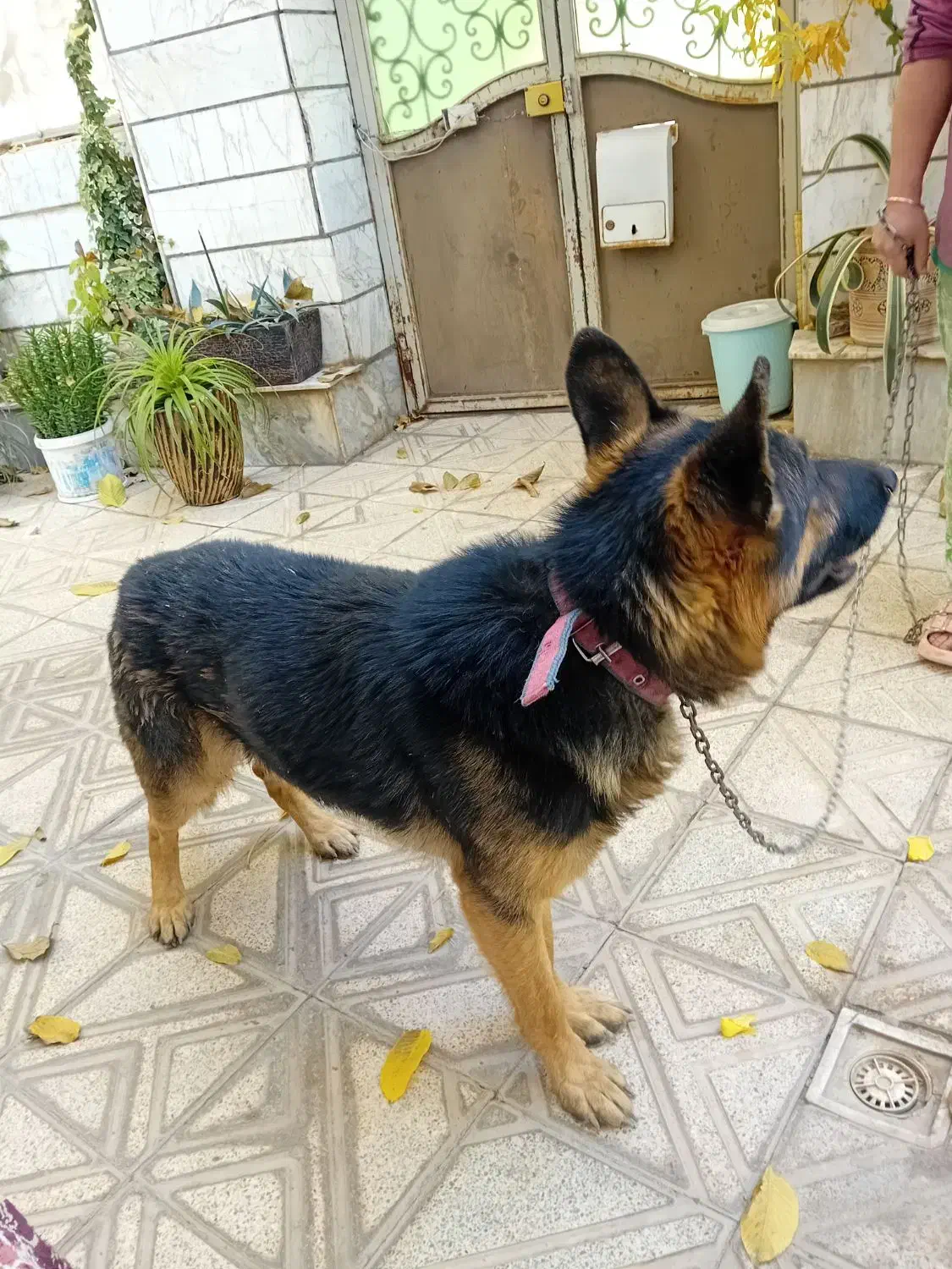 سگ نگهبانی|سگ|آرادان, |دیوار