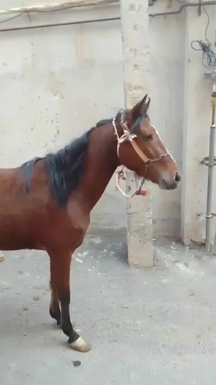 کره اسب جوان سه ساله|اسب و تجهیزات اسب‌سواری|تبریز, |دیوار