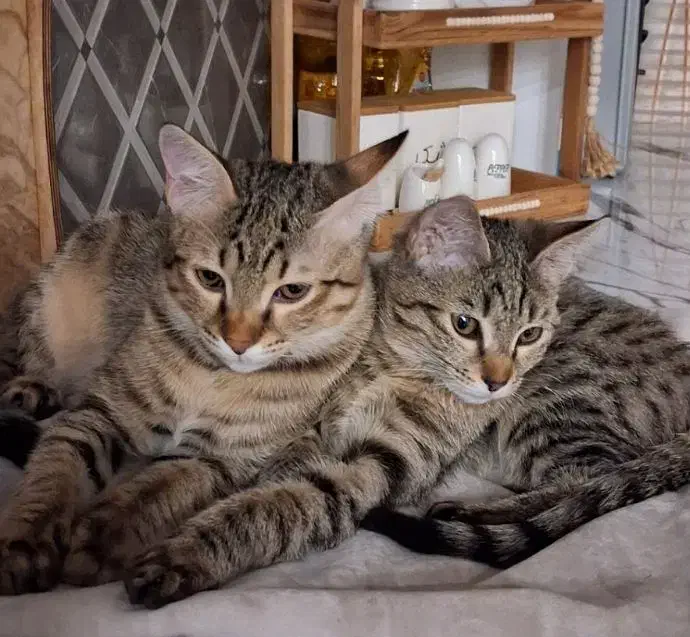 واگذاری گربه نژاد DSH|گربه|رباط‌کریم, رباط‌کریم|دیوار