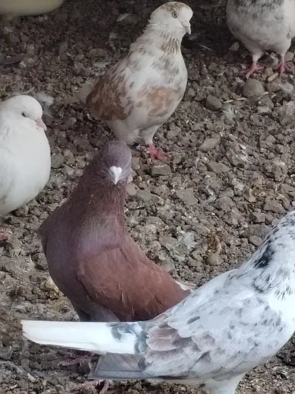 کبوتر آس|پرنده|مزرعه کتول, |دیوار