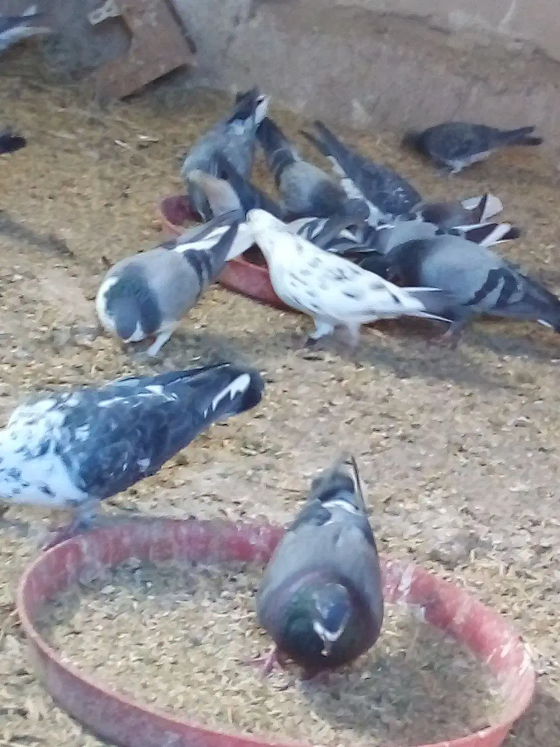 کبوتر فروشی|پرنده|گلپایگان, |دیوار