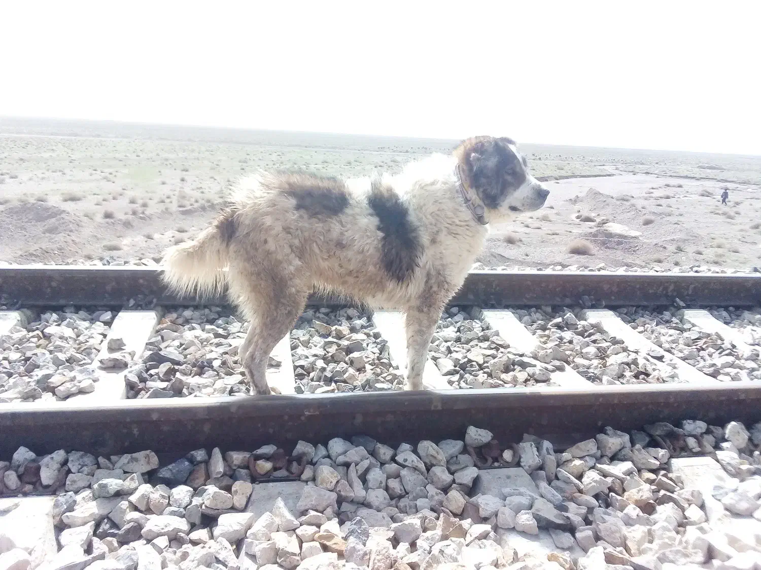 سگ گمشده|سگ|خواف, |دیوار